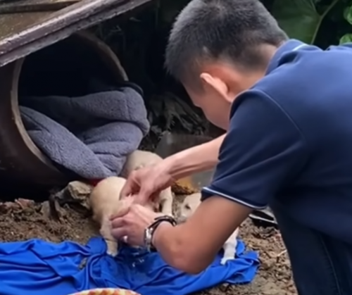 'Starving' Mama Dog Tried to Keep Her Crying Puppies Warm in the Rain ...