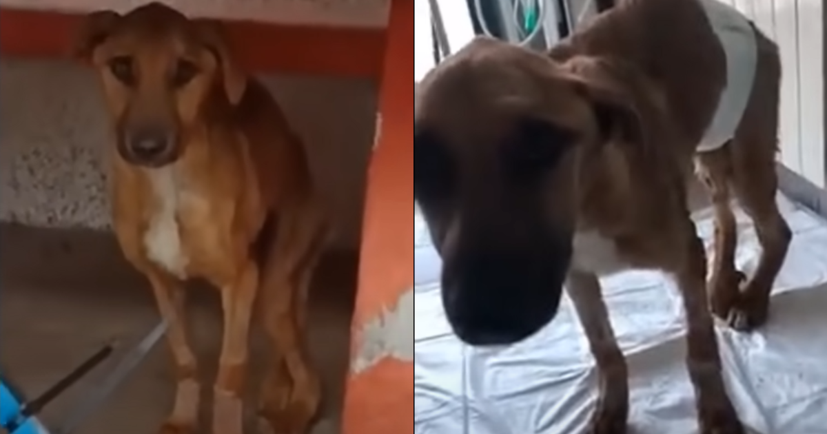 Starving Dog’s Desperate Cry Captivates His Savior And Changes His Life