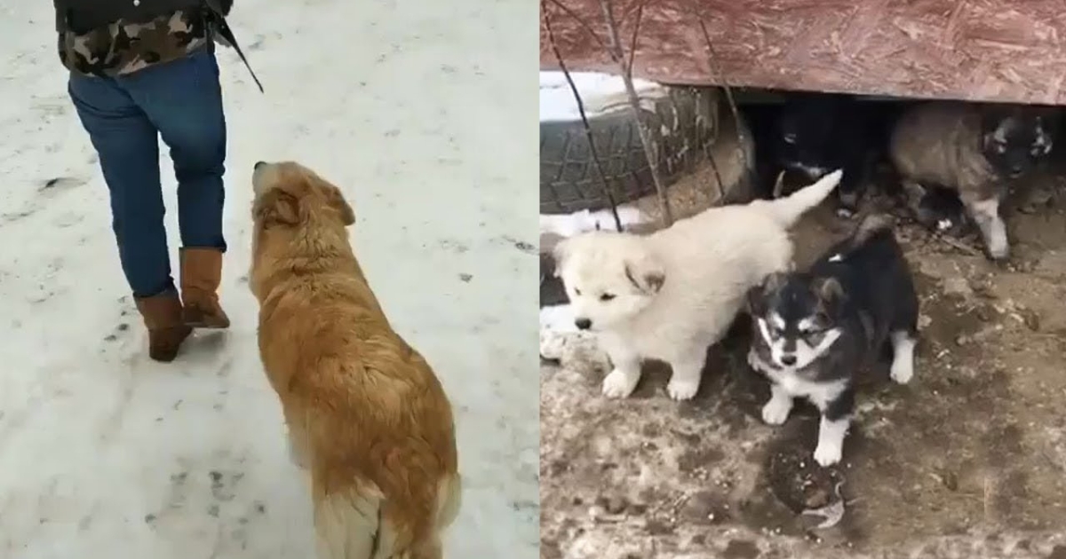 Brave Mom Dog Asks for Help to Save Her Puppies from the Freezing Weather