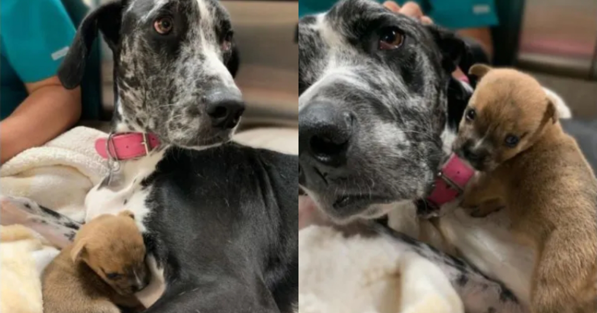 100-Pound Great Dane Acts as Mama to Special Needs Puppies