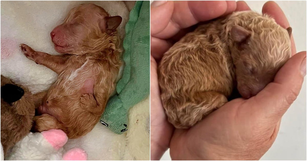 Malformed Puppy Shunned By Mom Becomes Snuggly Teddy Bear