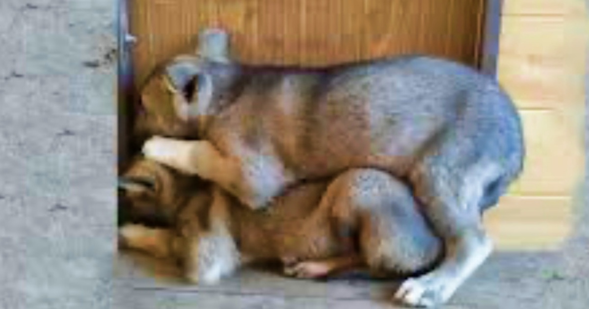 Quivering Puppies Stacked Onto One Another And Tried To Hide
