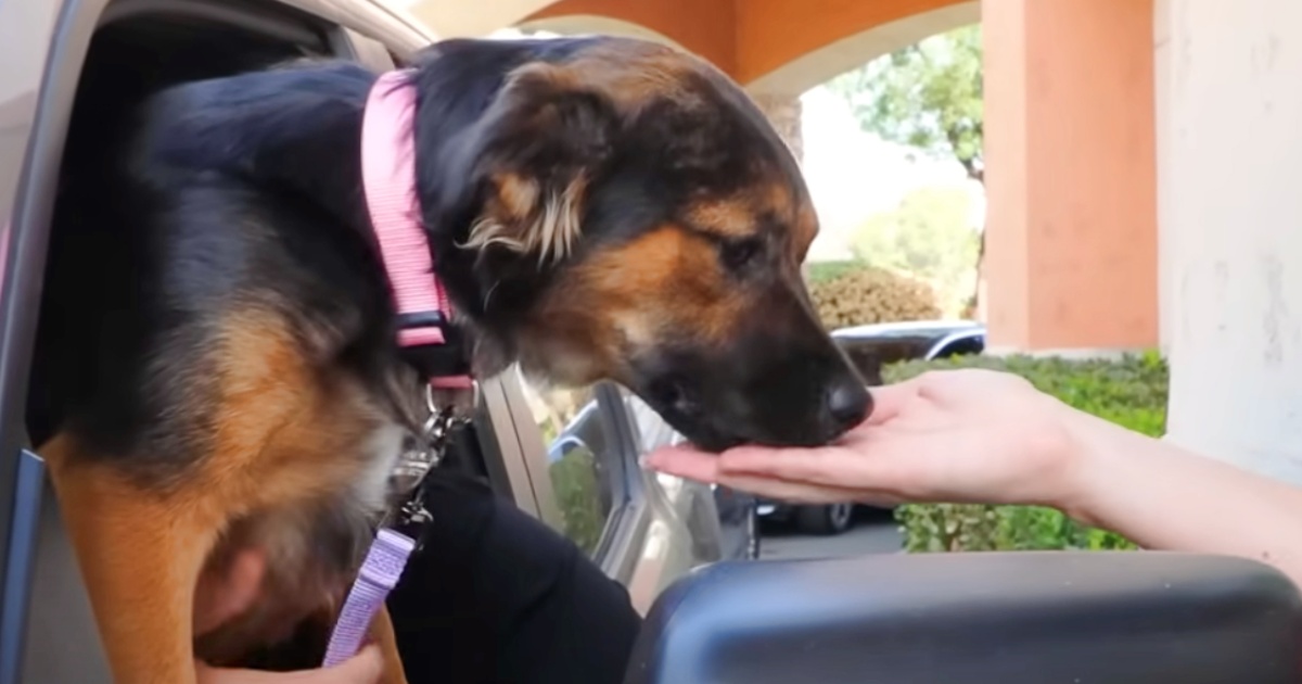 Adoptable Shelter Dog Chooses Love Over A Puppuccino