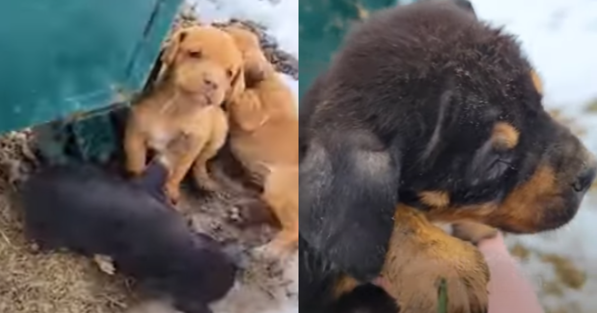 Rescuers Race To Save Puppies Found Shivering Next To A Dumpster