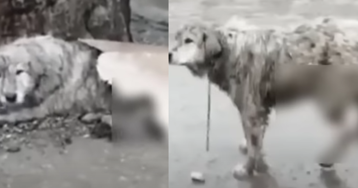Abandoned And Injured Dog Finds the Loving Home She Deserves
