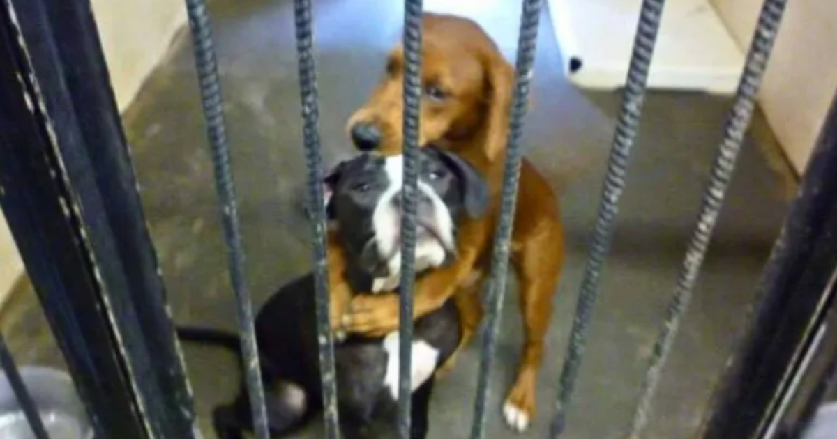 Hugging Photo Saves Dogs from Being Euthanized, Gives Them New Chance