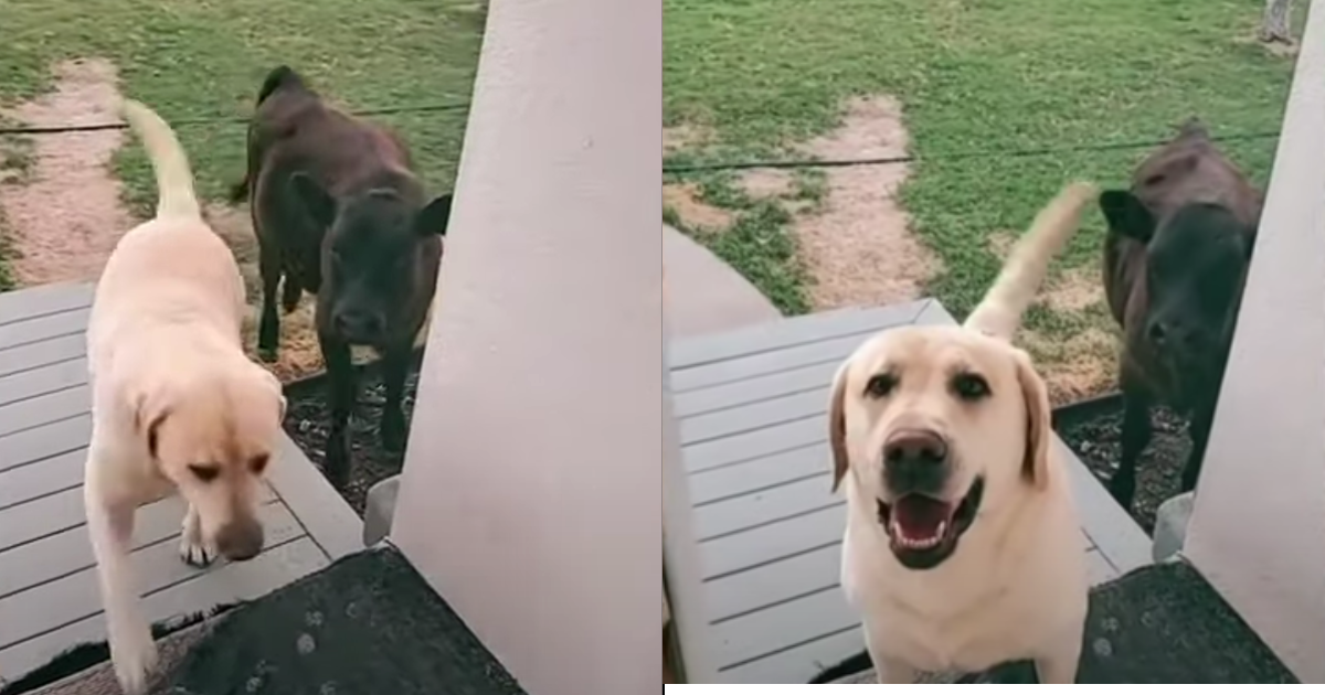 Dog Brings Home a Cow, But Mom Decided To Say ‘No’ thumbnail