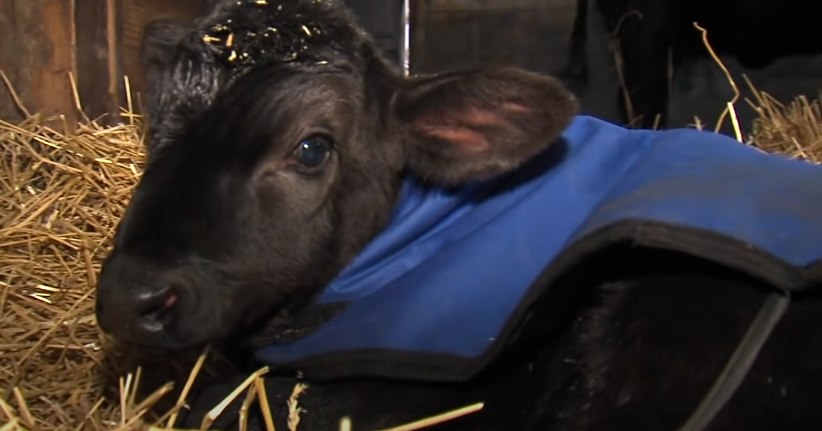 Indiana Farmer’s Ingenious Hot Tub Rescue Saves Freezing Newborn Calf’s Life