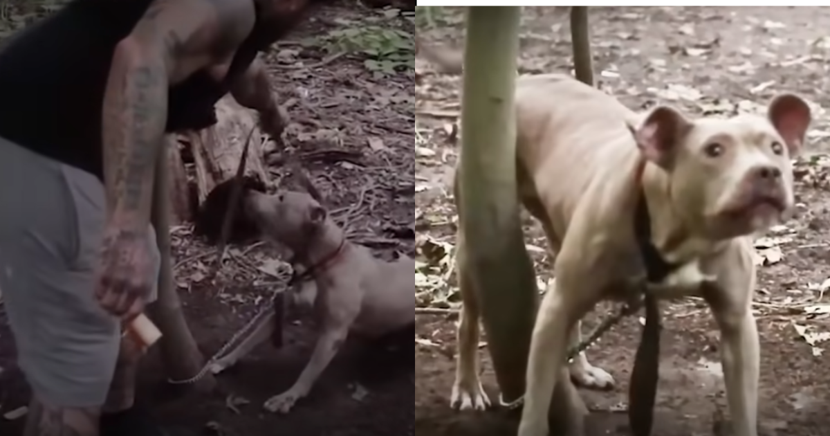 Jogger Comes Across Barking Dog Tied To Tree and Decided To Do Something