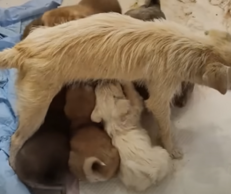 Mama Dog Stops Traffic And Begged For Food To Feed Her Babies ...