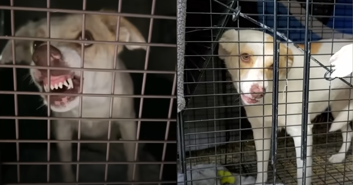 Terrified Canine Growls At Rescuers However Rapidly Adjustments Her Tone