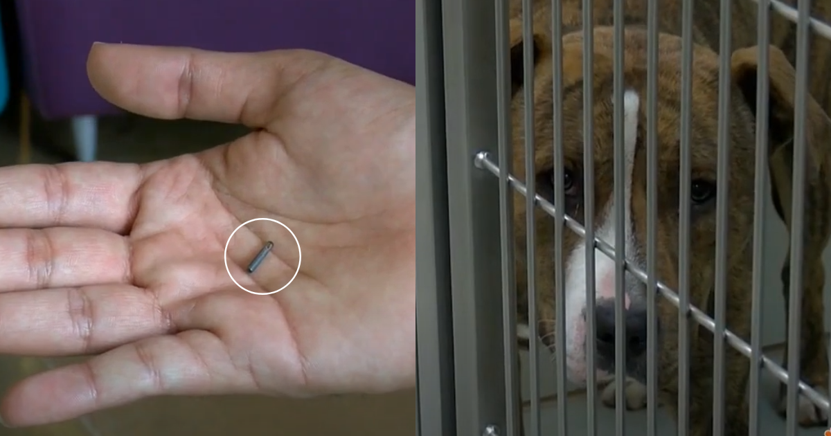 One City Is ‘Seriously’ Considering Making Dog and Cat Microchipping Mandatory