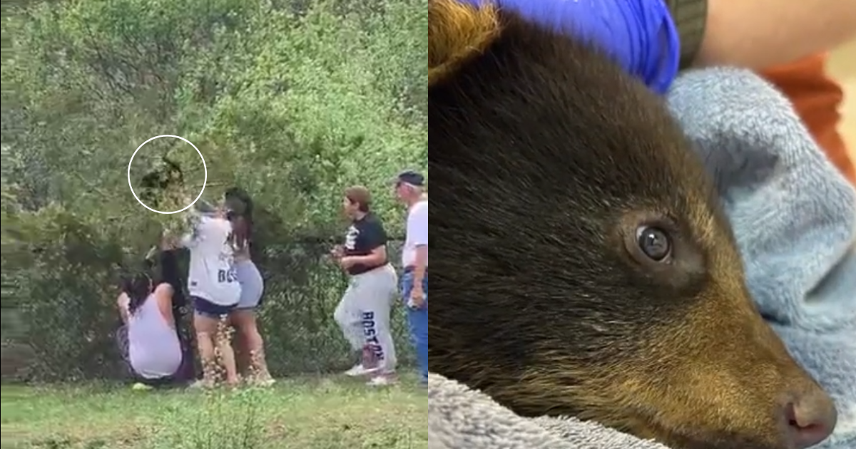 Update on Orphaned Bear Cub Rescued in Viral Video Incident