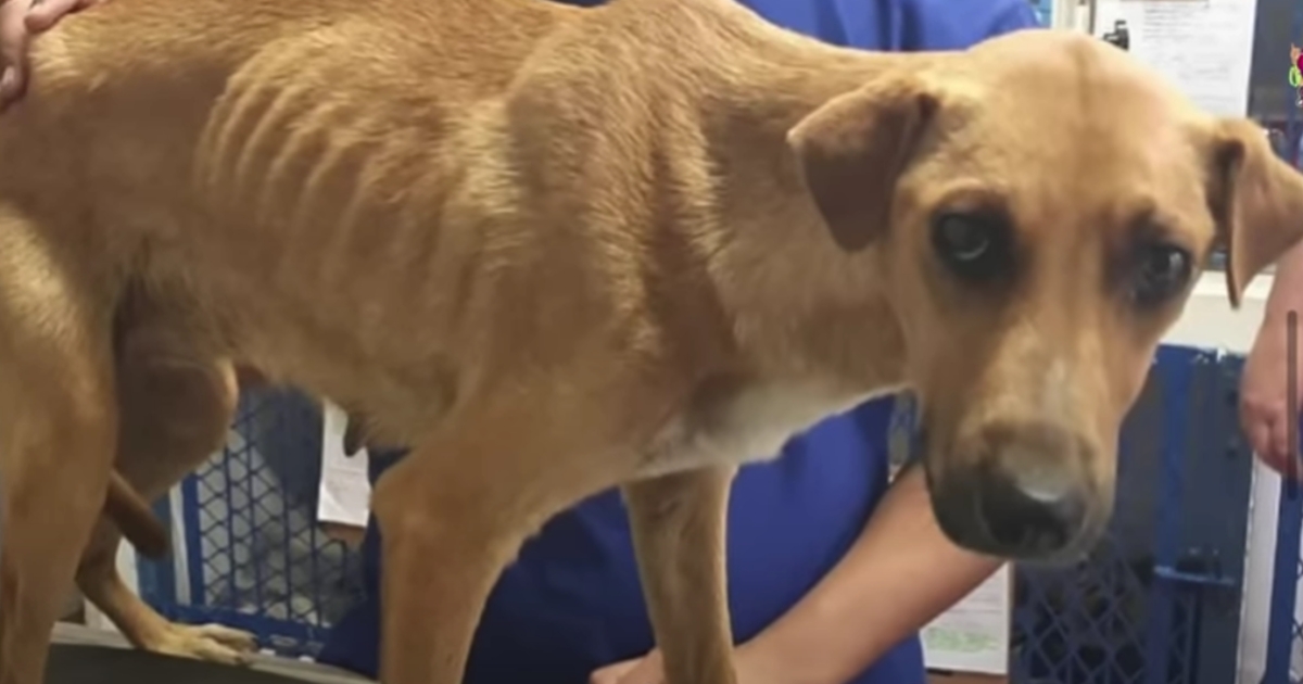 Owner Decides To Euthanize Her Dog Because ‘She Wasn’t A Good Guard Dog’