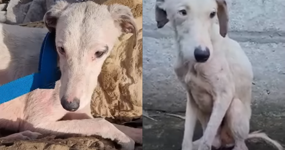 Hairless Dog Amazes Everyone With His ‘Transformation’ Into A Fluffy Pup