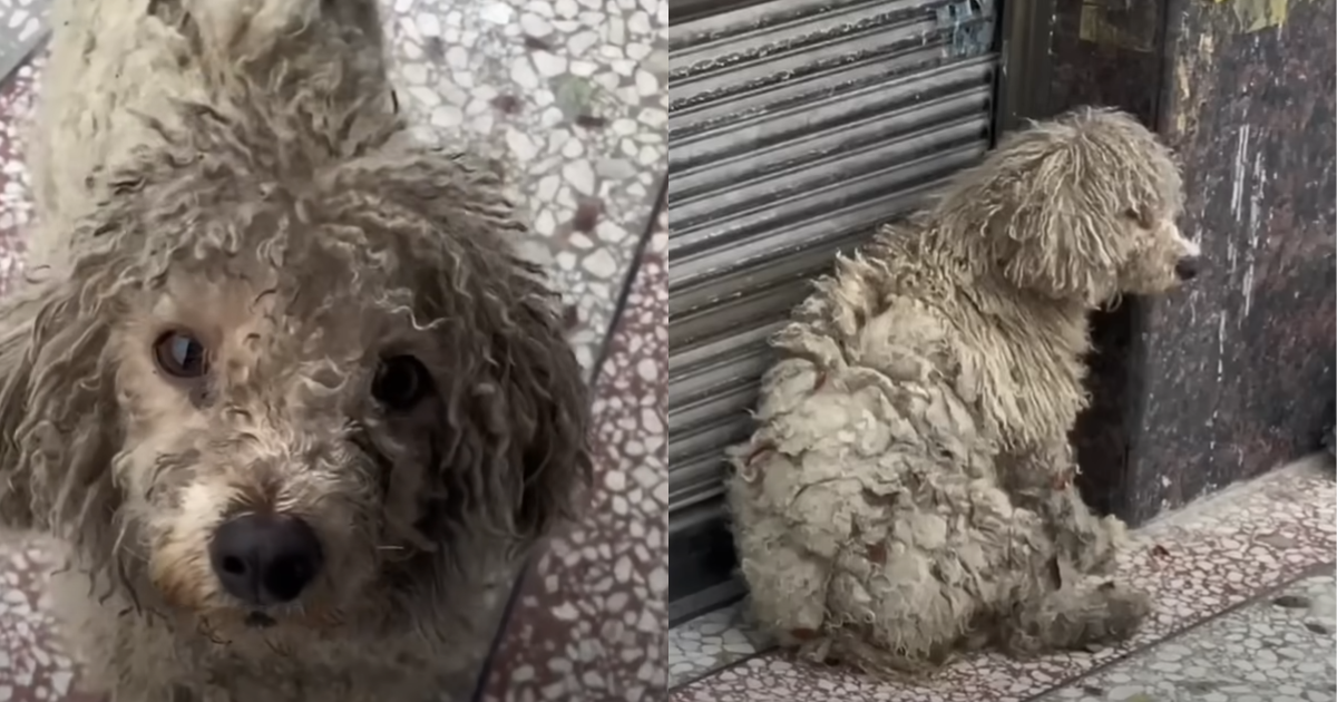 Puppy Was Cold and Shivering, Till ‘Somebody’ Noticed Her And Decided To Help