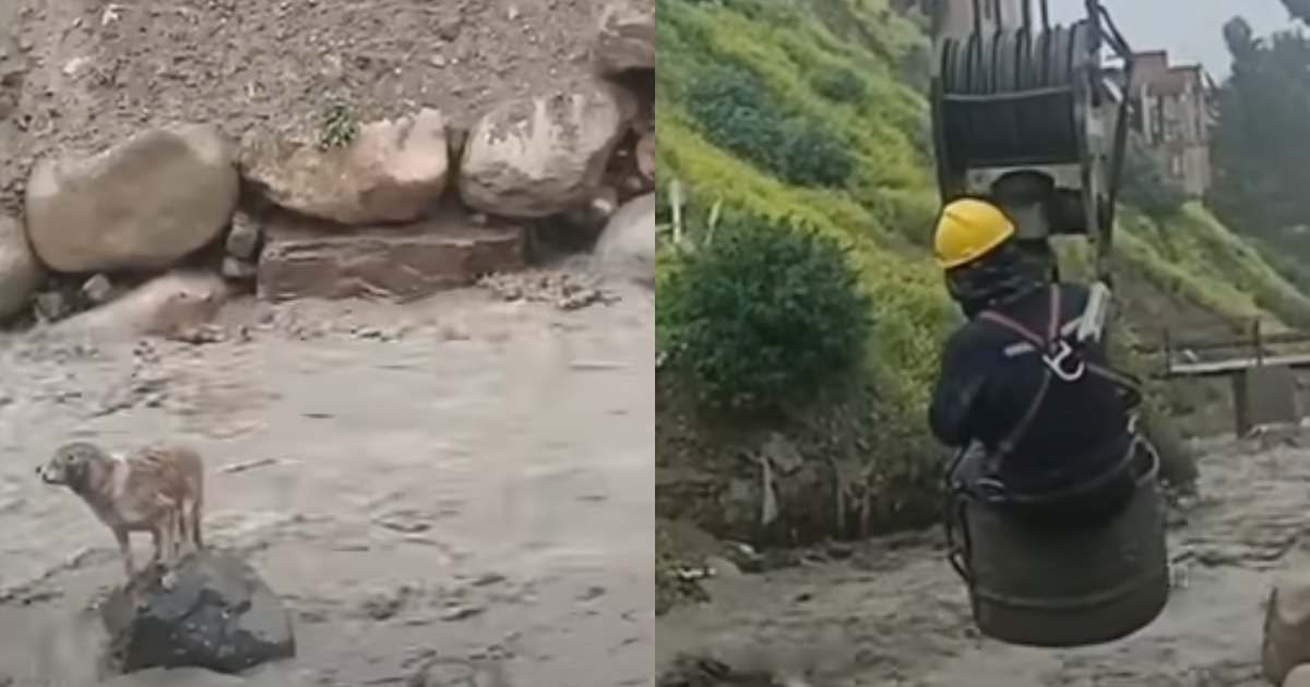 Dog Stranded In ‘Raging’ River Till Hero Construction Workers Took Action
