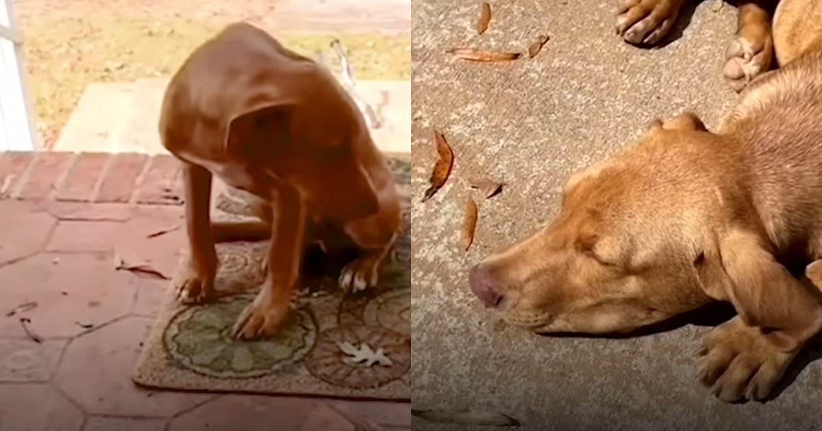 Stray Pup Fell Asleep Outside Stranger’s Door Until Someone Opened It 