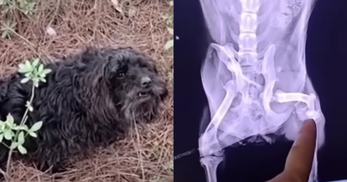 Stray Dog With Injured Leg Cries For Help