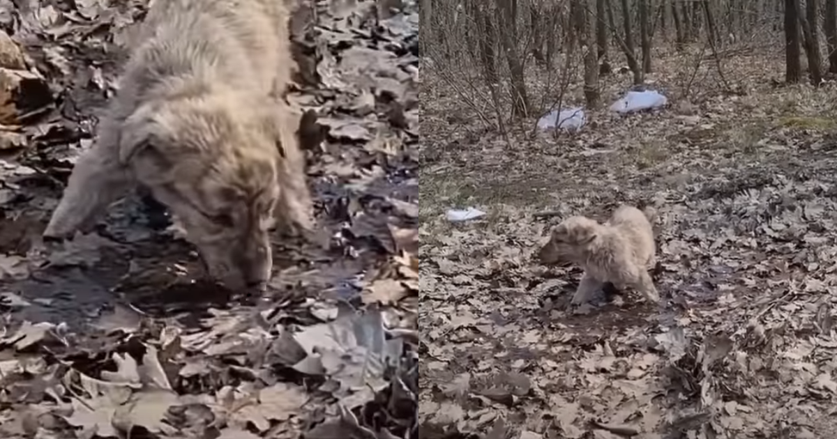 Lost Puppy Ate Leaves To Survive In Forest Till He Sees An ‘Angel’ Approaching