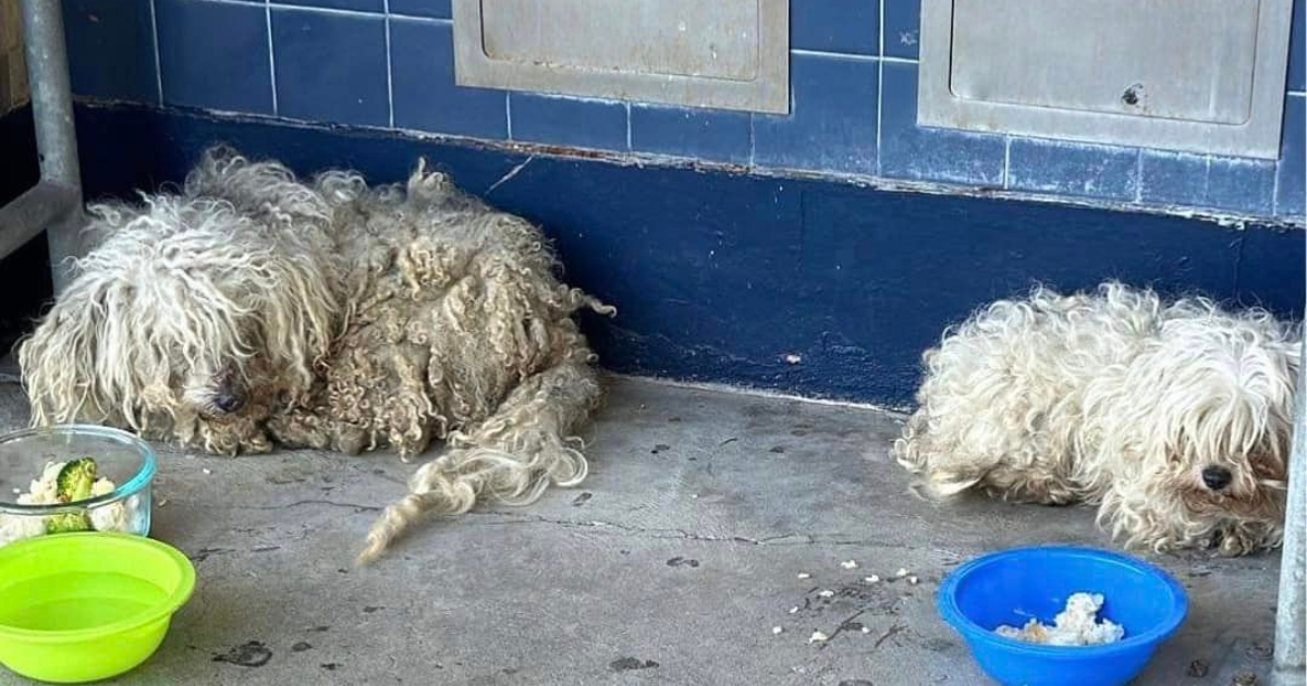 Two Stray Puppies Find Shelter in a Schoolyard and Hope for a New Home