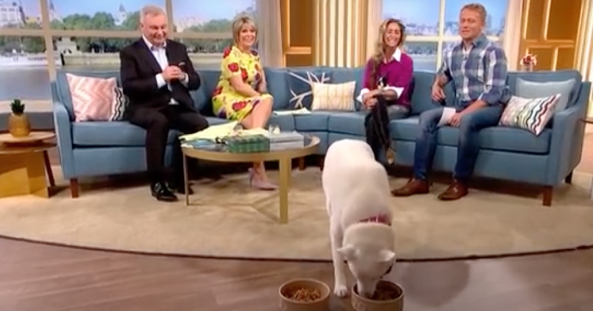 ‘Vegetarian Dog’ Chooses Between Meat And Veggies On Live TV Show
