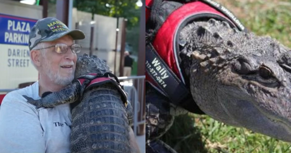 Emotional Support Alligator ‘Wally’ Kidnapped and Released into Swamp, Owner Claims