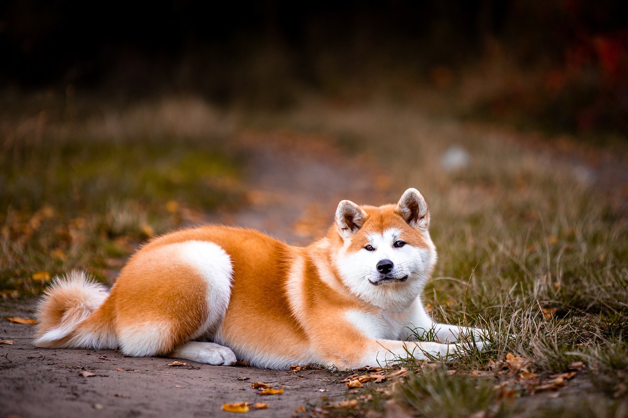 Akita Colors: 7 Stunning Variations with Pictures thumbnail
