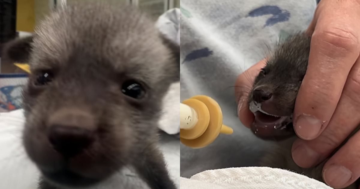 ‘Bat-Eared’ Puppy Was Nursed By A Zoo Turned Out Not To Be A ‘Puppy At All’ thumbnail