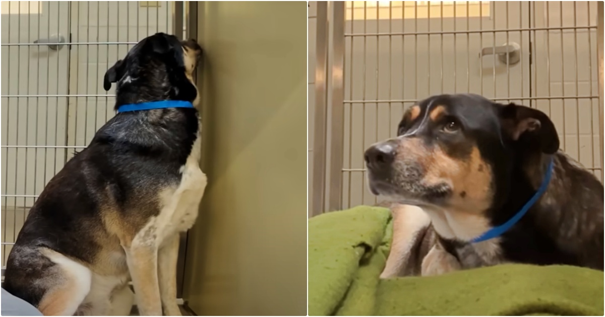 Shelter Dog’s Convinced That Owner’s Abandonment Is All His Fault