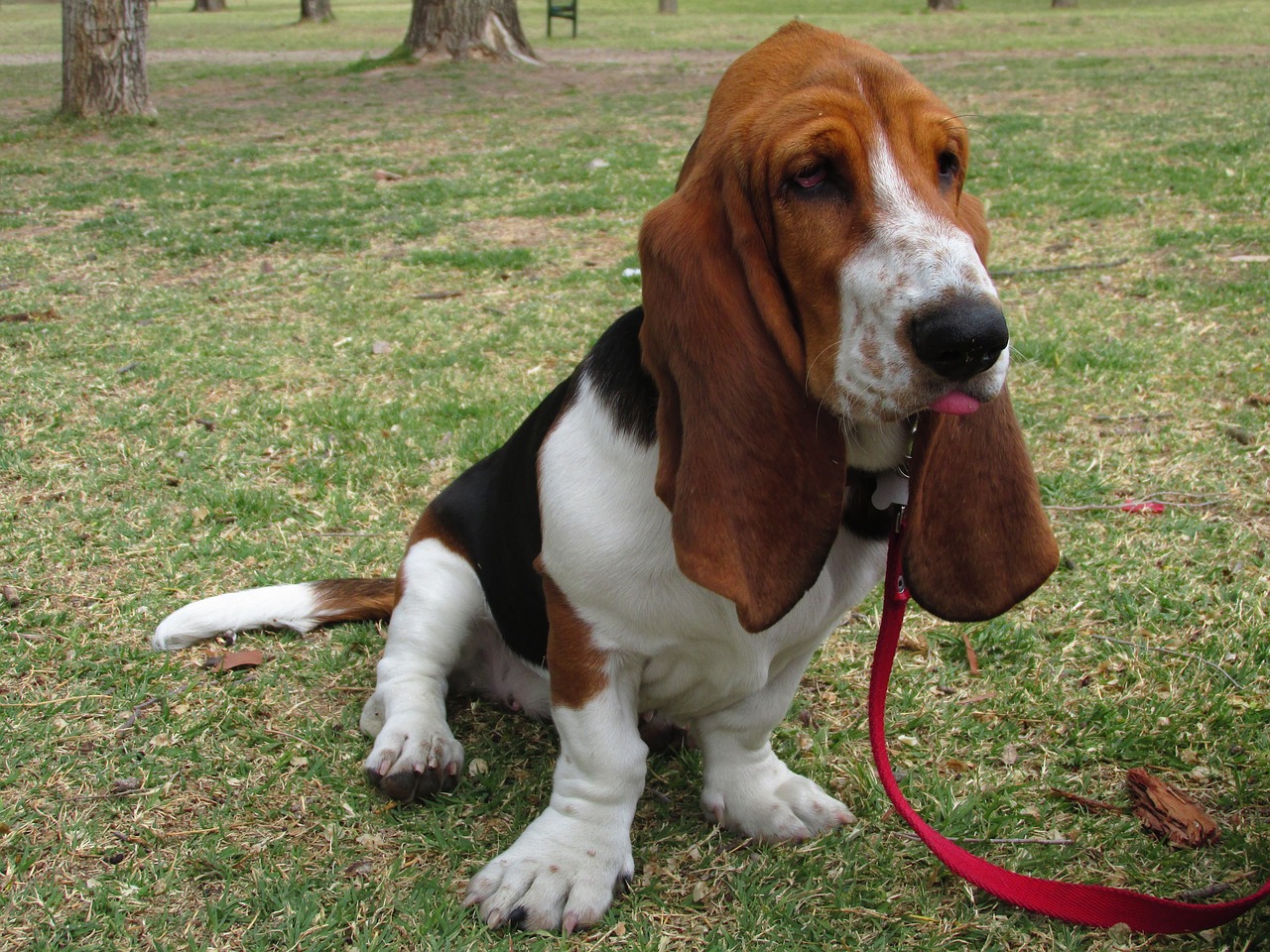 Basset Hound Colors: 7 Stunning Variations with Pictures