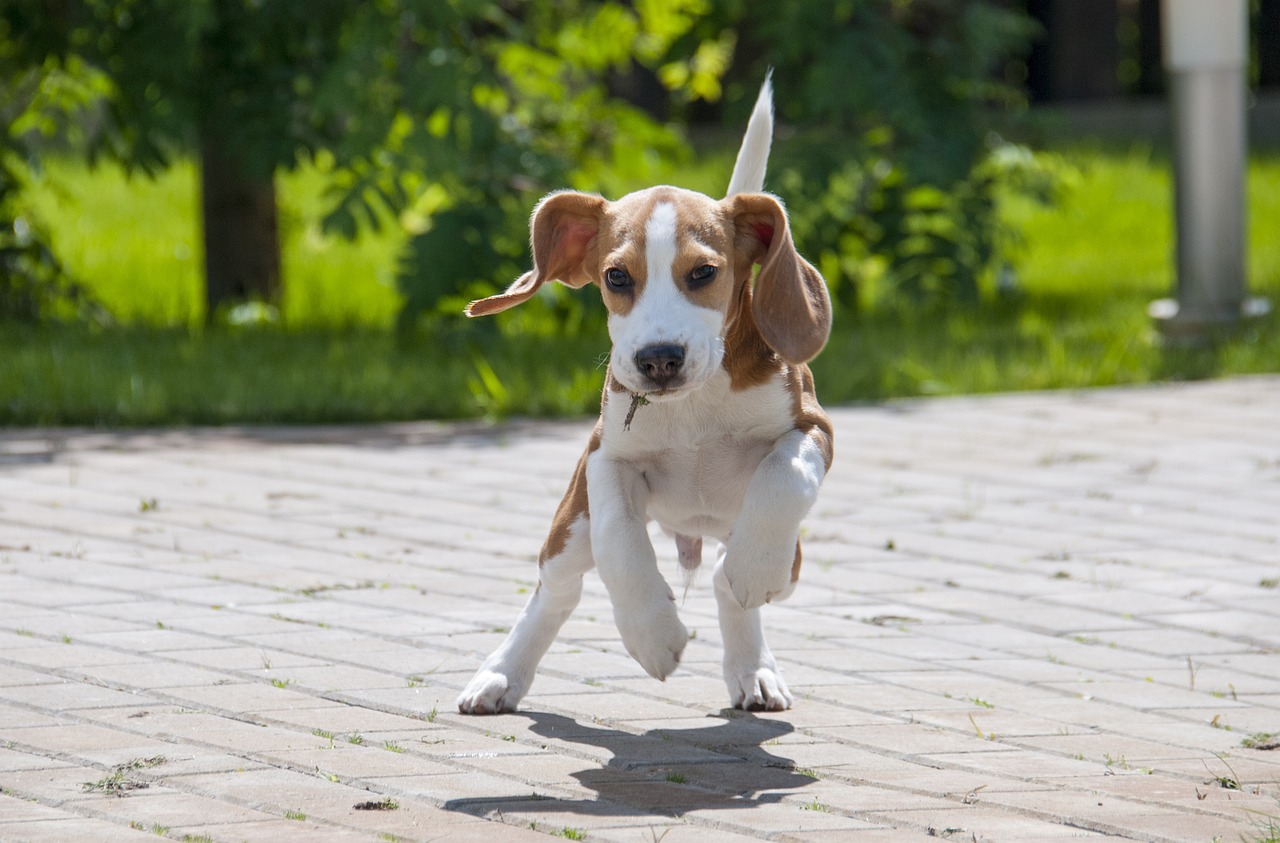 7 Crazy Things That Are Perfectly Normal for Beagles