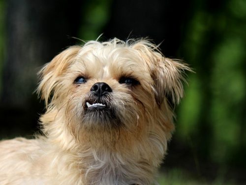 which-dog-breed-is-the-goofiest-we-countdown-the-top-15-goofiest-breeds