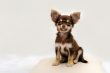 Chihuahua Colors: 7 Stunning Variations with Pictures