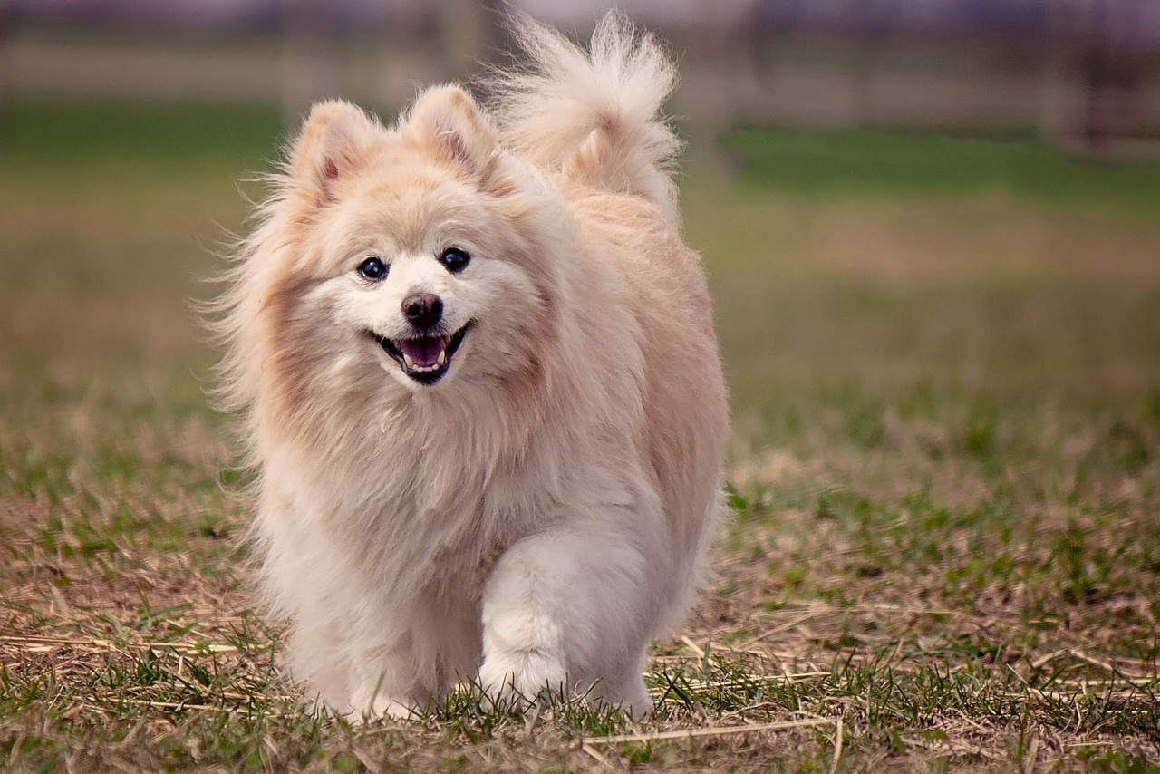 7 Crazy Things That Are Perfectly Normal for Pomeranians