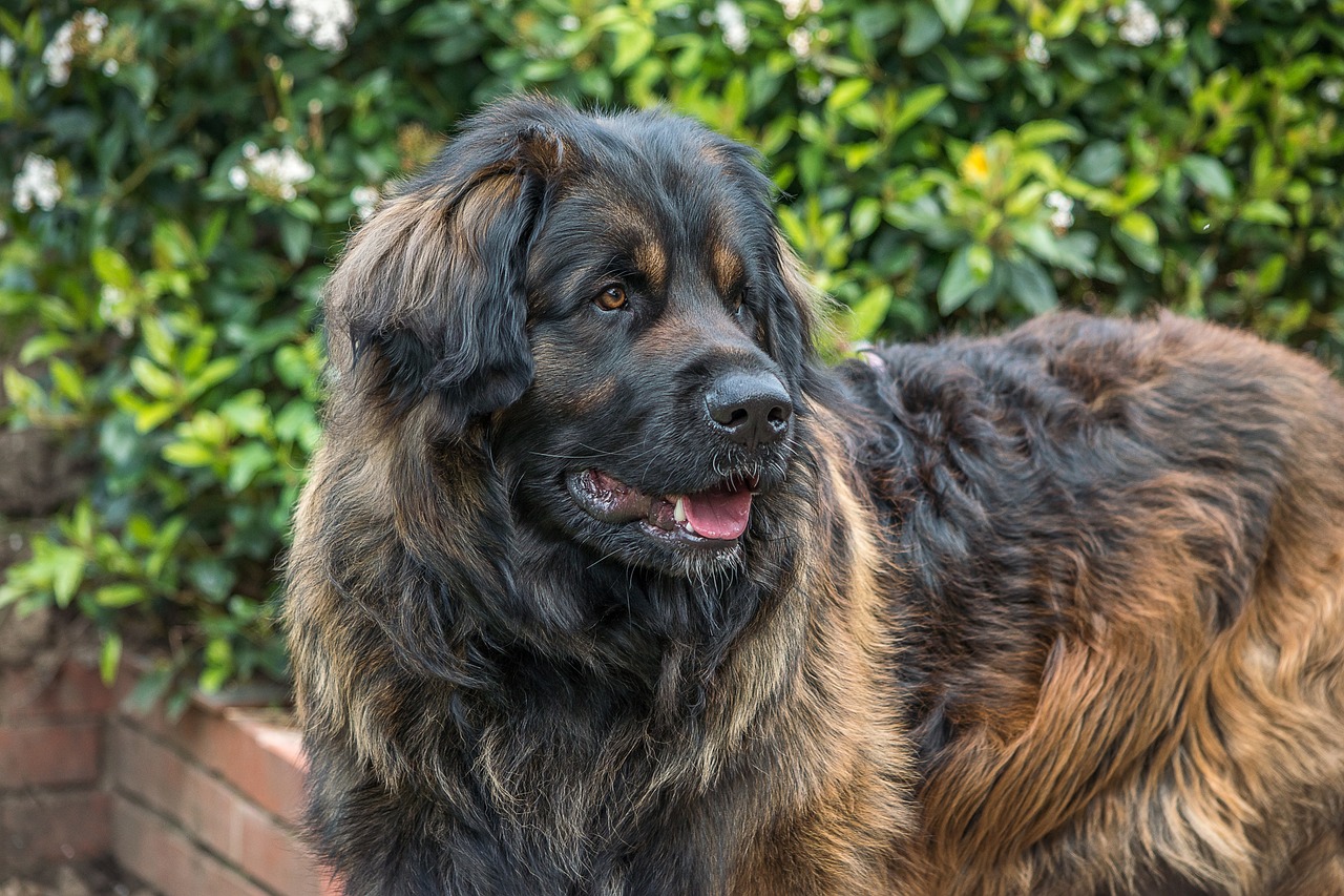 We Countdown The Dogs Who Are Big but Incredibly Sweet