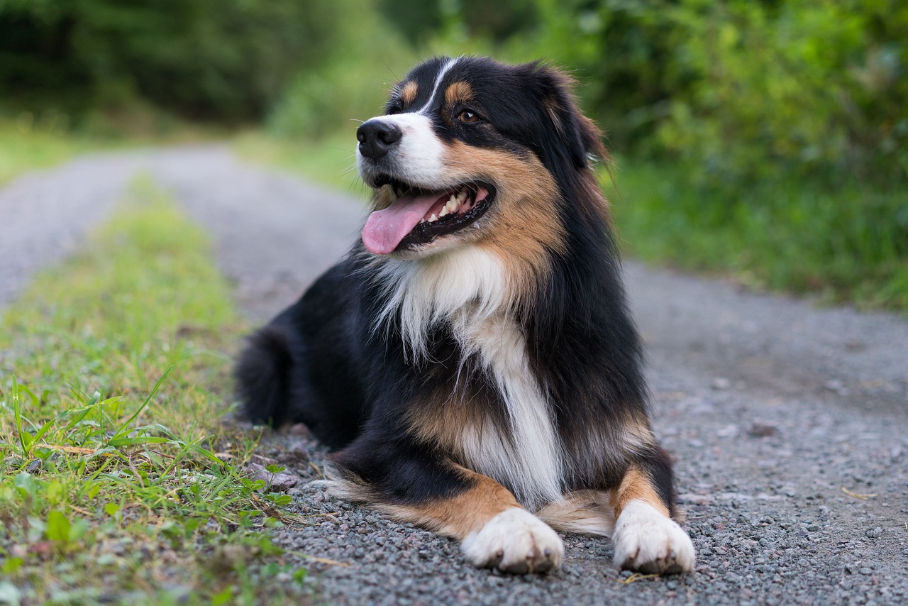 Australian Shepherd Colors: 7 Stunning Variations with Pictures