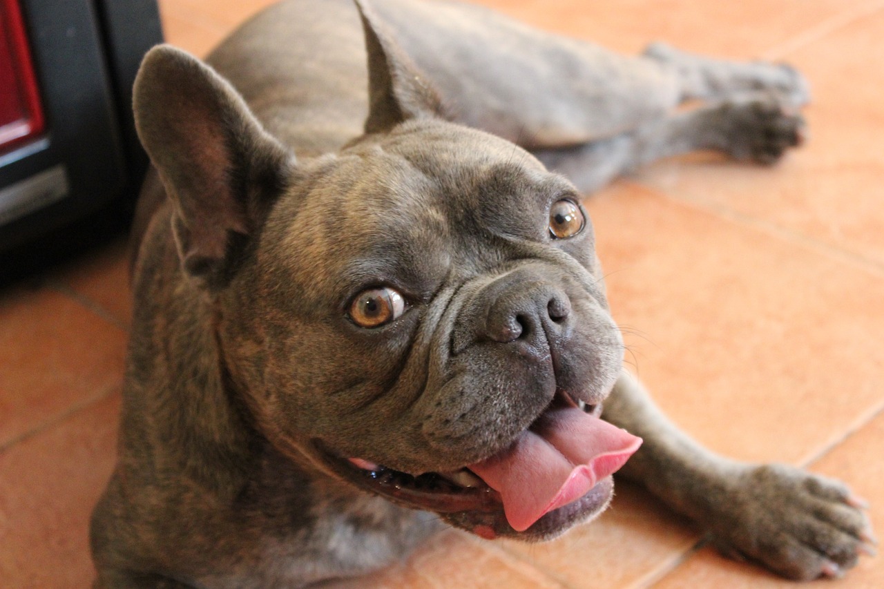 French Bulldog Colors: 7 Stunning Variations with Pictures