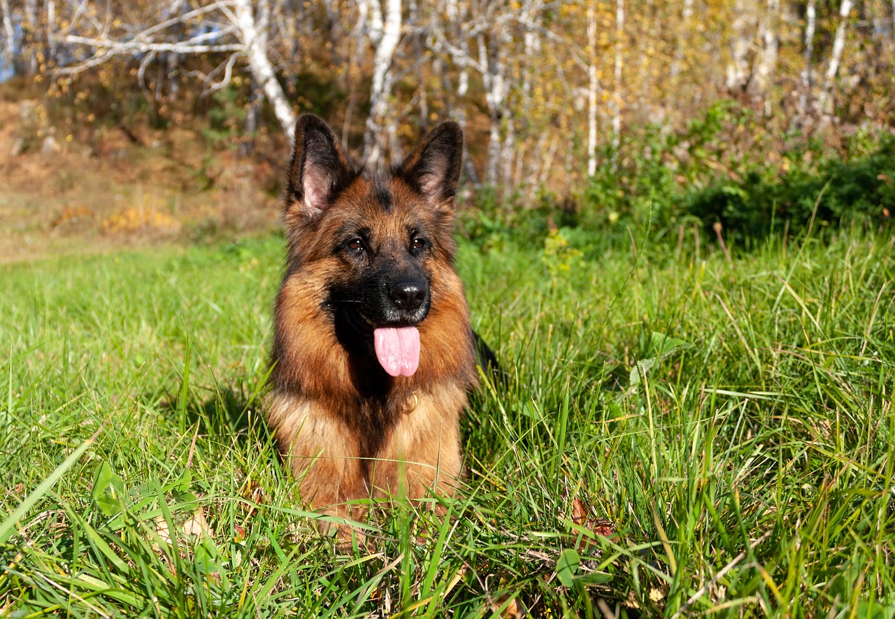 12 Most Obedient Dog Breeds: We Countdown The Dogs That Always Follow Commands