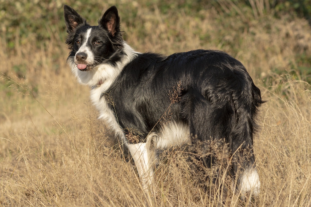 12 Most Trainable Dog Breeds: We Countdown The Dogs Who Learn New Tricks in a Flash