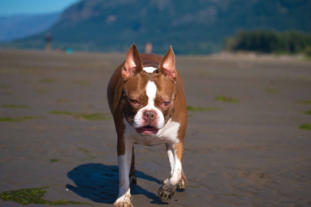 Boston Terrier Colors: 7 Stunning Variations with Pictures