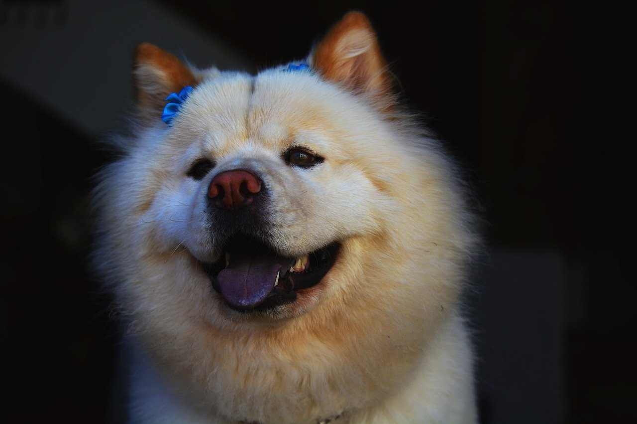 Chow Chow Colors: 7 Stunning Variations with Pictures thumbnail