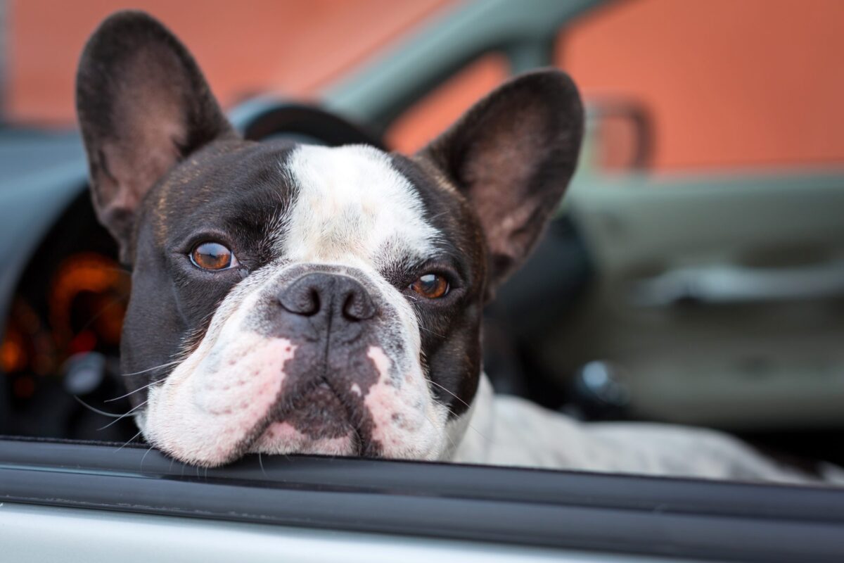 7 Dog Breeds That Love Car Rides