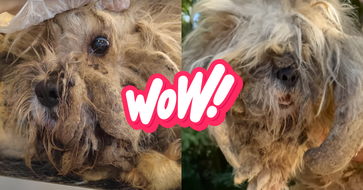 Dog Groomer Took In Stray Dog And Found Beauty Beneath Matted Fur