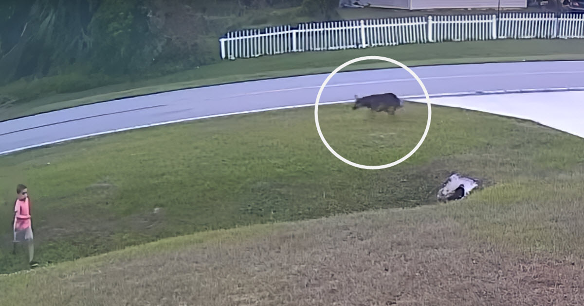 ‘Hero’ Comes Out of Nowhere And Saves Young Boy From Neighbor’s Dog Attack thumbnail