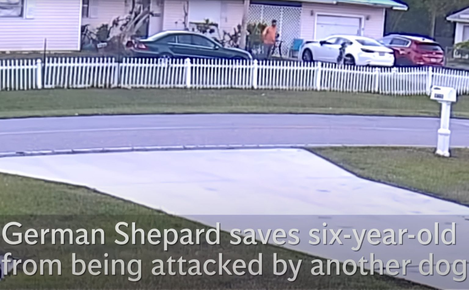 'Hero' Comes Out of Nowhere And Saves Young Boy From Neighbor's Dog ...