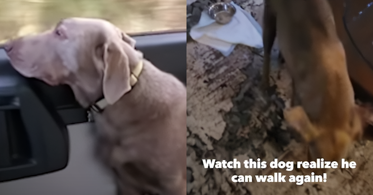 Labrador Dog Was Paralyzed And Couldn’t Walk Until One Miracle Day