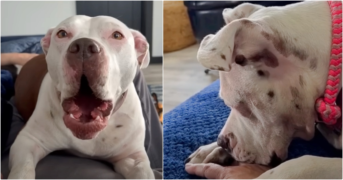 When Mom’s Having A Bad Day, Rescue Dog Holds Her Hand And Licks Her Tears