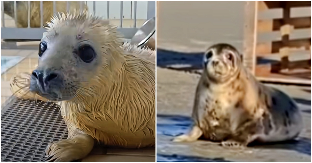 Seal Pup Needs To Return To The Sea, But She’s Not Ready To Go