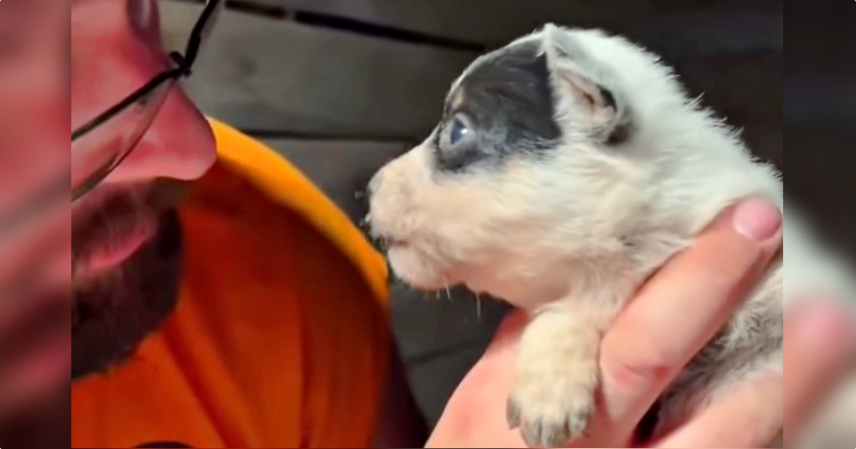 Man Holds Newborn Puppy And She Lodges A List Of Complaints